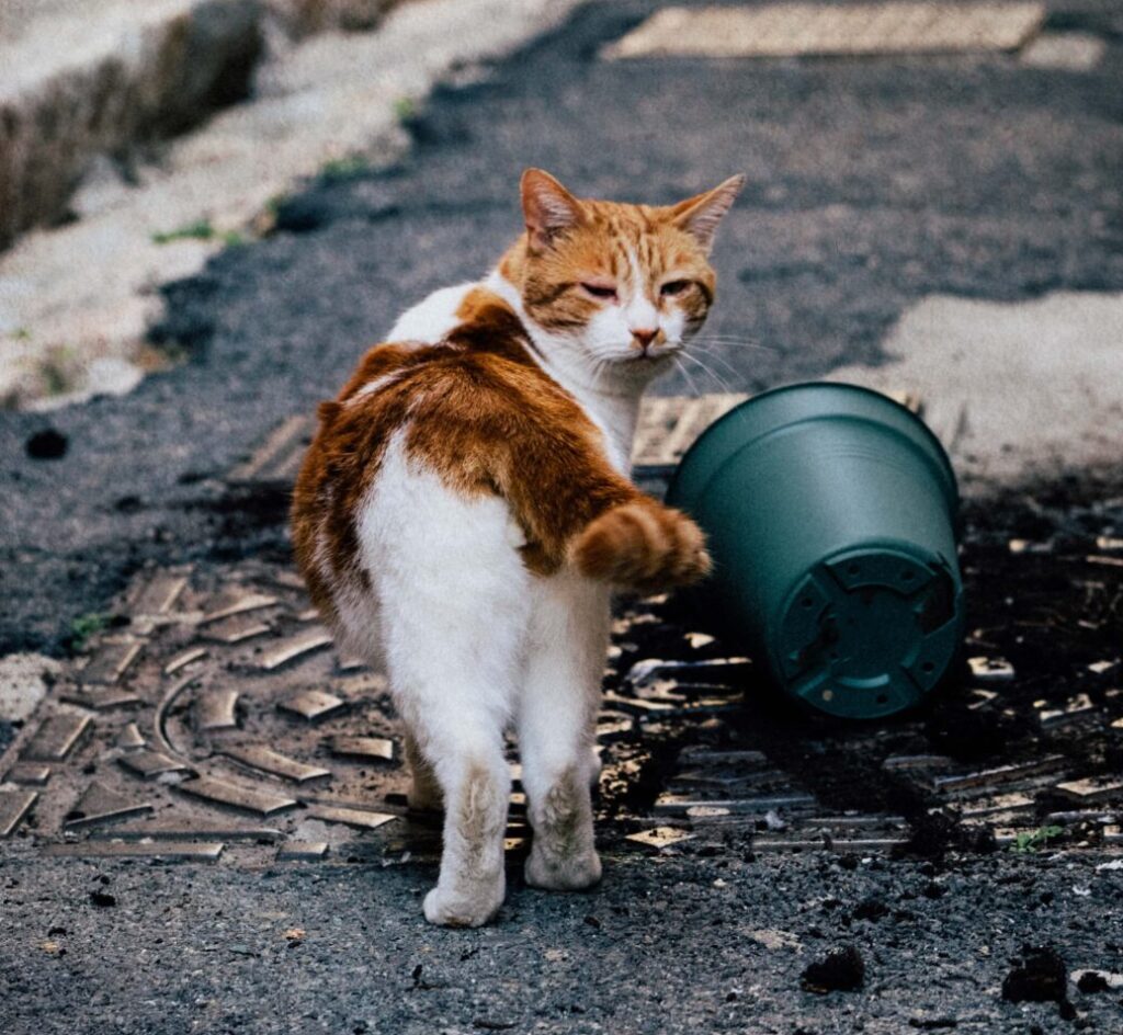 cat blonking